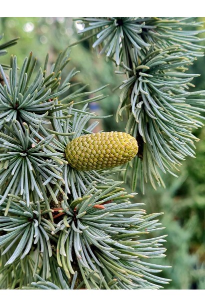 Кедр Глаука Пендула